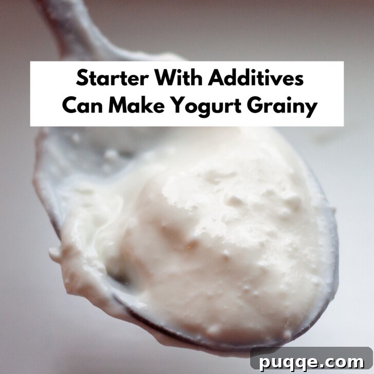 A spoon revealing grainy textured homemade yogurt, illustrating a common issue caused by additives or incorrect starter.
